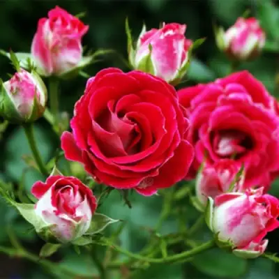 Роза ШОНЕ КОБЛЕНЦЕРИН флорибунда в Бресте