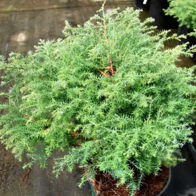 Кипарисовик СКВАРРОЗА горохоплодный в Бресте