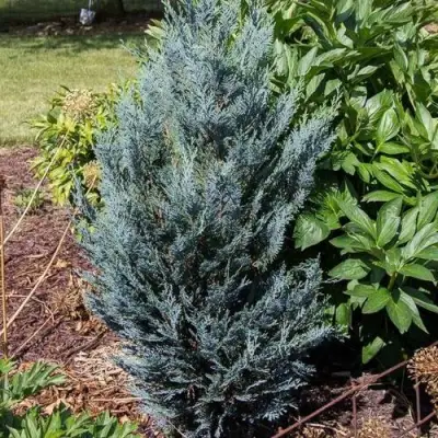 Кипарисовик ДАРТС БЛЮ РИББОН лавсона в Бресте