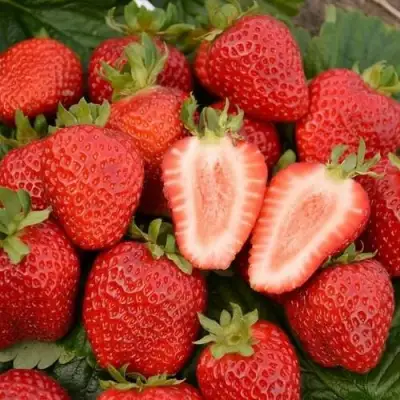 Клубника ФЛОРЕНС в Бресте