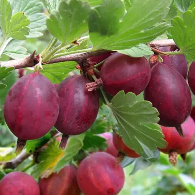 Крыжовник ХИННОМАКИ РОТ в Бресте