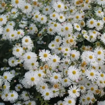 Болтония СНОУБЭНК в Бресте