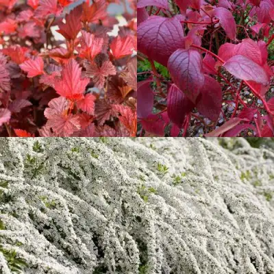 Комплект ЖИВАЯ ИЗГОРОДЬ в Бресте