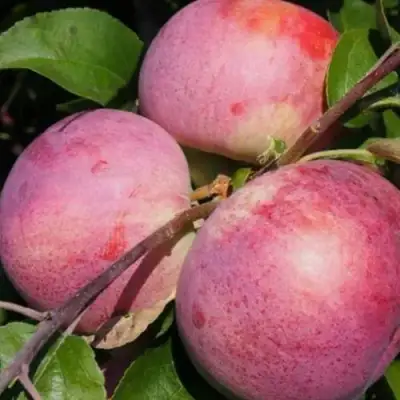 Яблоня БЕЛОРУССКОЕ МАЛИНОВОЕ в Бресте