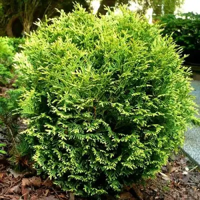 Туя ВОТЕРФИЛД западная в Бресте