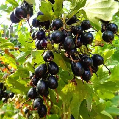 Смородина золотистая ОВАЛЬНАЯ в Бресте