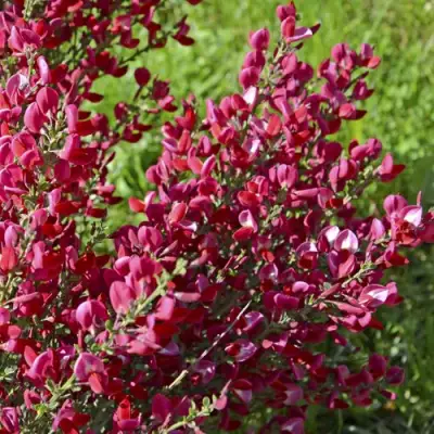 Ракитник БОСКОП РУБИ  в Бресте