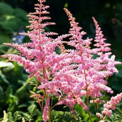 Астильба ЭДЕНС ОДИССЕЙ Арендса в Бресте