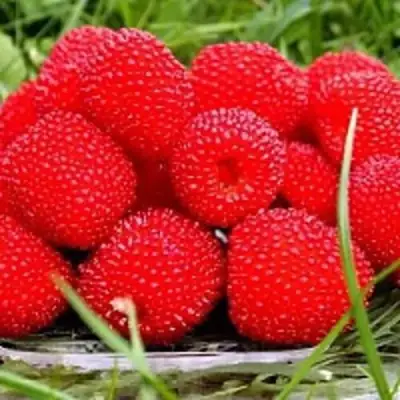 Малина ТИБЕТСКАЯ (РОЗОЛИСТНАЯ) в Бресте