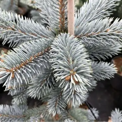 Ель РОЯЛ БЛЮ колючая  в Бресте