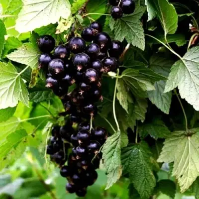 Смородина чёрная БЕЛОРУССКАЯ СЛАДКАЯ в Бресте