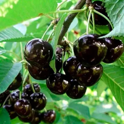 Черешня МУСКАТНАЯ в Бресте