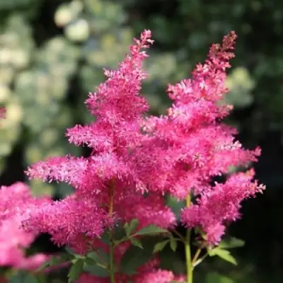 Астильба САННИ ДЕЙ гибридная в Бресте
