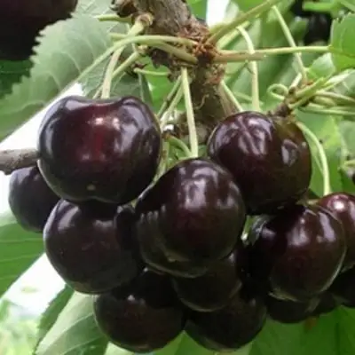 Вишня РОССОШАНСКАЯ ЧЕРНАЯ в Бресте