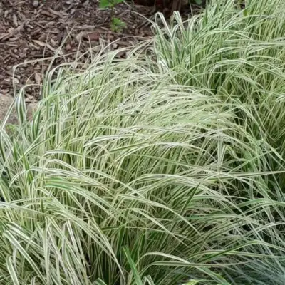 Вейник ОВЕРДАМ остроцветковый в Бресте