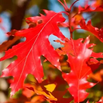 Дуб красный в Бресте