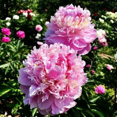 Пион ЛАВОН травянистый в Бресте