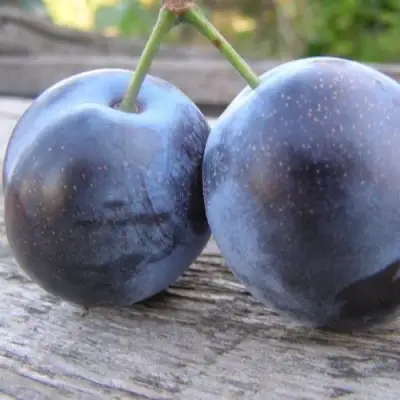 Слива БЛЮФРИ в Бресте