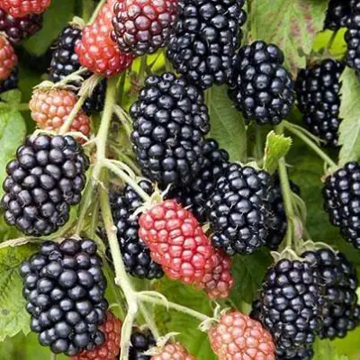 Ежевика НАВАХО бесшипная  в Бресте