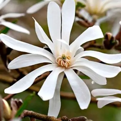 Магнолия СТЕЛЛАТА в Бресте