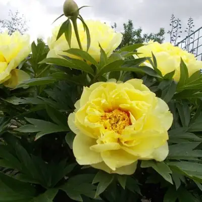 Пион БАРЦЕЛЛА (БАРТЗЕЛЛА) ито-гибрид в Бресте