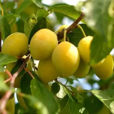 Слива ОЧАКОВСКАЯ ЖЕЛТАЯ в Бресте