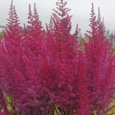 Астильба МАЙТИ ЧОКОЛАТ ЧЕРРИ китайская в Бресте