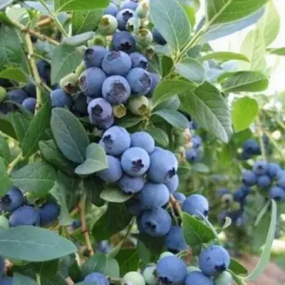 Голубика ЭЛЛИОТ в Бресте