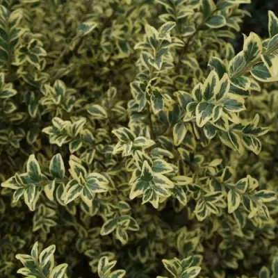 Самшит АУРЕАВАРИЕГАТА в Бресте