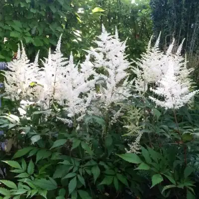 Астильба БРАУТШЛЕЙЕР Арендса в Бресте