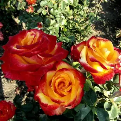 Роза ХАЙ МЭДЖИК чайно-гибридная в Бресте