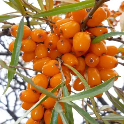 Облепиха КОСТЕР в Бресте