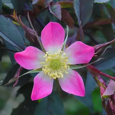 Роза сизая в Бресте