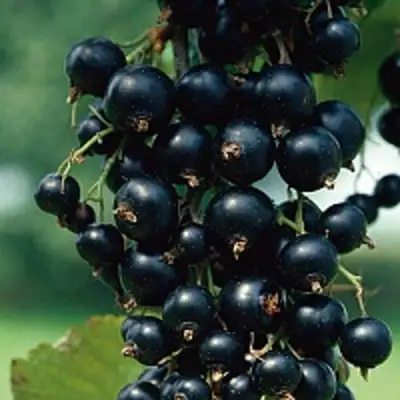 Смородина чёрная ВЕЛОЙ (ЛЕНИНГРАДСКАЯ СЛАДКАЯ) в Бресте