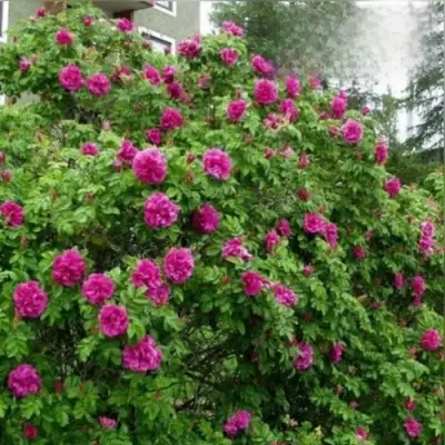 Шиповник ХАНСА в Бресте