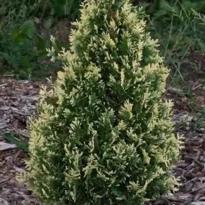 Туя БРАБАНТ ВАРИЕГАТТА западная в Бресте