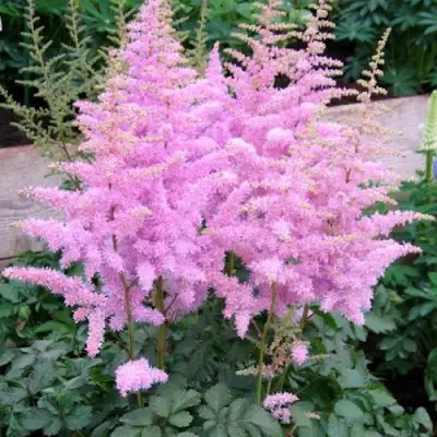 Астильба ГИАЦИНТ Арендса в Бресте