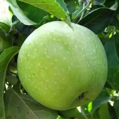 Яблоня РЕНЕТ СИМИРЕНКО в Бресте