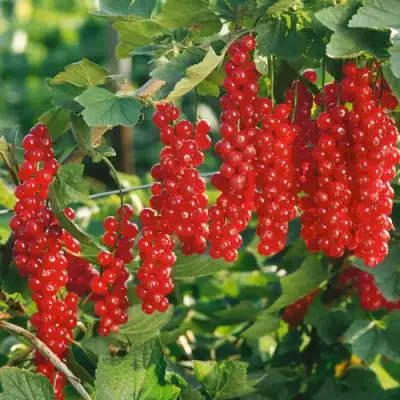 Смородина красная РУДНЕУС в Бресте