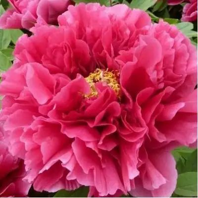 Пион КОРОЛЕВСКИЙ ЦВЕТОК древовидный в Бресте