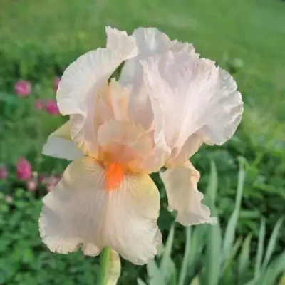 Ирис ПАТИ ДРЕСС бородатый в Бресте