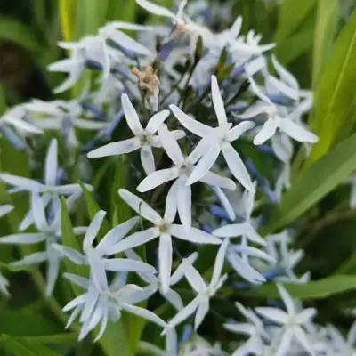 Амсония иволистная в Бресте