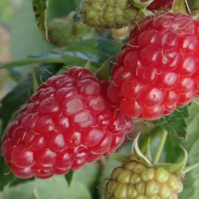 Малина РАДЗИЕВА в Бресте