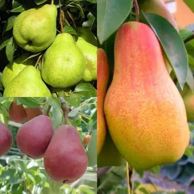 Комплект ГРУШЕВОЕ АССОРТИ в Бресте