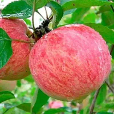 Яблоня КОРИЧНОЕ ПОЛОСАТОЕ в Бресте