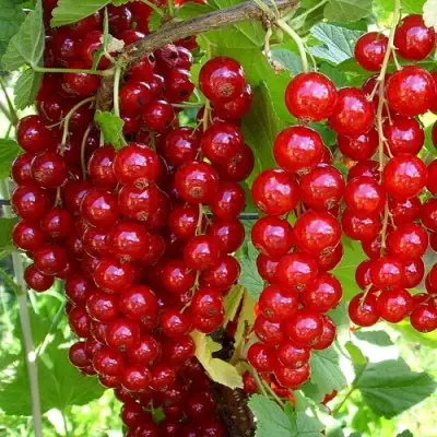 Смородина красная ЙОНКЕР ВАН ТЕТЦ в Бресте