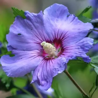 Гибискус МАРИНА сирийский в Бресте