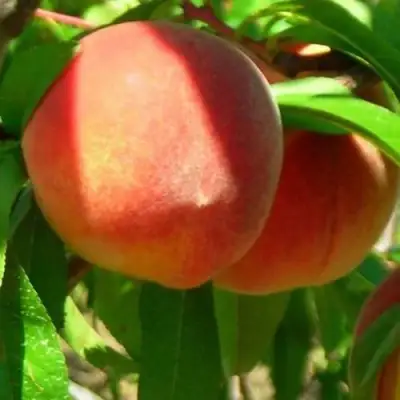 Персик РЕД ХЕВЕН в Бресте