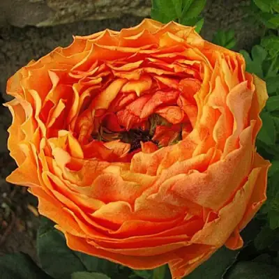 саженцы розы Каралуна