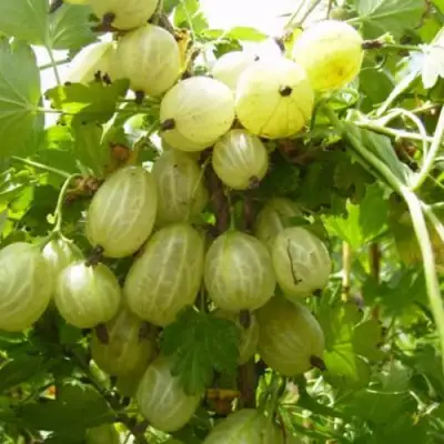 Крыжовник ИНВИКТА в Бресте